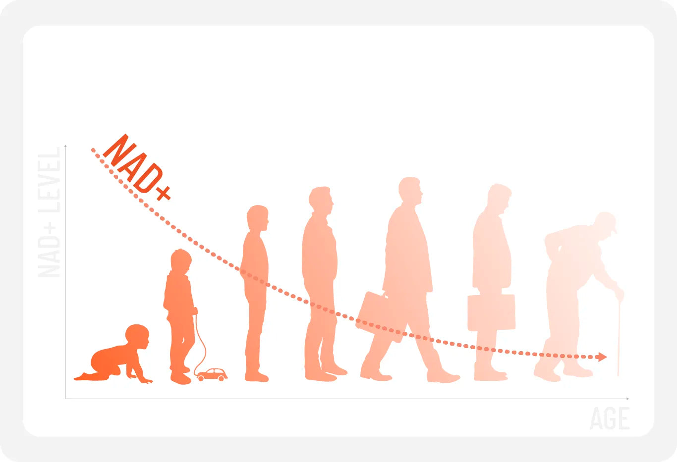 Graphical representation showing the decline of NAD+ levels as we age and the role of NMN in boosting NAD+ production.